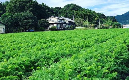 ≪先行予約≫妙義山の麓 にんじん 2kg 生鮮食品 野菜 人参 ニンジン 有機肥料 甘い 煮物 かき揚げ 旬 お取り寄せ 群馬県 富岡市 F21E-195