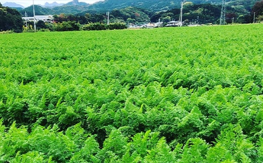 ≪先行予約≫妙義山の麓 にんじん 2kg 生鮮食品 野菜 人参 ニンジン 有機肥料 甘い 煮物 かき揚げ 旬 お取り寄せ 群馬県 富岡市 F21E-195