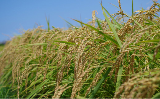 【3分づき米】【全6回定期便】 ヒノヒカリ 5kg 福吉産 お米 栽培期間農薬不使用 《糸島》【二丈赤米産直センター】[ABB012-4]