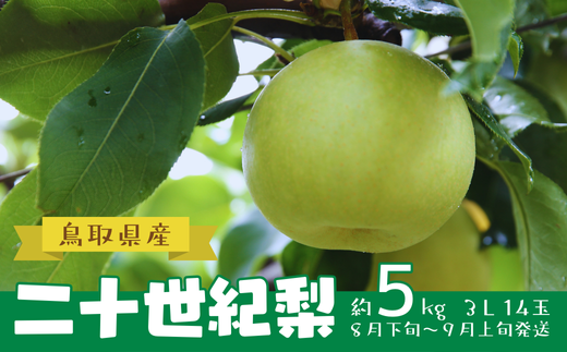 鳥取県産 二十世紀梨 約５㎏ ３L 14玉（AD1-2）