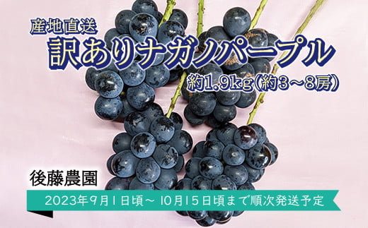 [No.5657-3771]【短期冷蔵】産地直送 訳ありナガノパープル約1.9kg （約3～8房）《信州須坂後藤農園》■2023年発送■※9月上旬頃～10月中旬頃まで順次発送予定