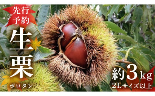 【先行予約】 ポロタン 生栗 2Lサイズ 以上 約3kg （2025年9月中旬発送開始） ぽろたん 茨城県産 産地直送 久保田果樹園 茨城 栗 くり 季節 秋 旬 直送 [DH017sa]