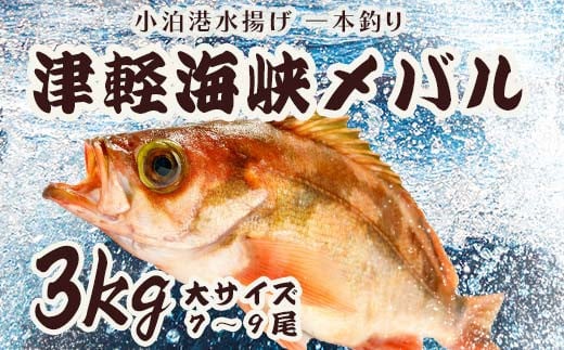 小泊港水揚げ 一本釣り 津軽海峡メバル 約3kg（7尾～9尾入） 【卓立水産】魚 海鮮 ウスメバル メバル めばる 高級 海産物 刺身 煮付け 中泊町 青森 F6N-033