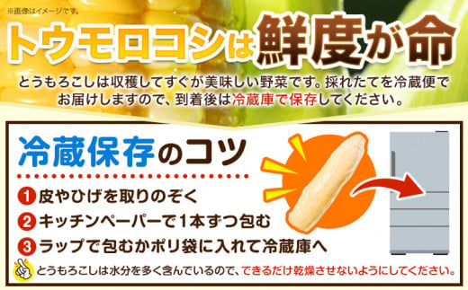 朝採り とうもろこし ビーナスコーン スイートコーン 10本 《8月上旬-8月末頃出荷予定》山下農場 バイカラー 大粒 コーン トウモロコシ 送料無料 北海道 本別町北海道 十勝 本別町産 冷蔵便 甘い