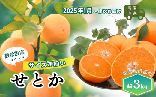 【農園直送！】訳アリ 愛媛の柑橘「せとか」 サイズ不揃い 3kg ハウス栽培 2025年1月から順次発送  家庭用 砥部町 みかん 数量限定 箱[№5310-0250]