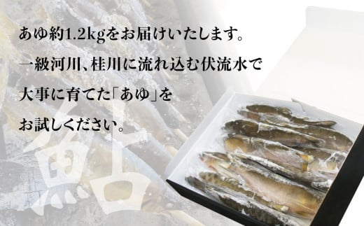 山梨県産　桂川の冷凍あゆ　約1.2kg(約13～15尾)