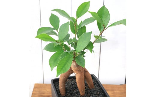 観葉植物 ガジュマル 陶器鉢植え マットブラック塗装鉢（１鉢）受け皿付き 溶岩砂 陶器 おしゃれ 多幸の木 幸運 縁起 北海道冬季発送不可  群馬県 千代田町 インテリア ナチュラル 自然 プレゼント ギフト 贈答用 送料無料 趣味 風水 緑 人気 オススメ 初心者 玄関 自家栽培 株式会社チャーム