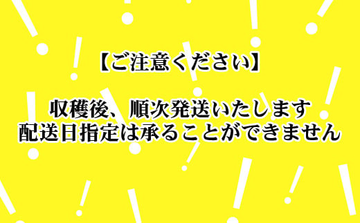 【2024年４月中旬から発送】ノウリエ　北海道比布町産 春アスパラ　１㎏