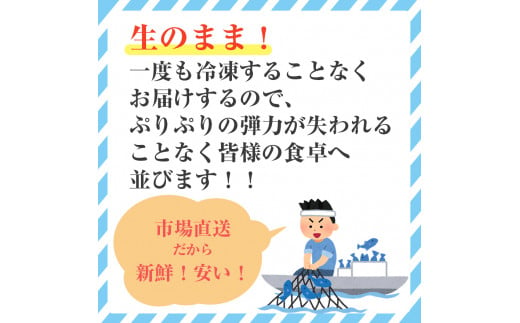 【先行予約12月5日配送開始】【北海道・東北・沖縄・離島配送不可／着日指定必須】市場直送！ふぐ丸ごと一匹分 生 ふぐ刺し 2〜3人前【市場直送 ふぐ フグ 河豚 丸ごと一匹分 生 ふぐ刺し 山口県 宇部市 冷蔵 生 未冷凍 新鮮 魚 鮮魚 贅沢 食卓 ふぐ料理 魚介類 特別な日】