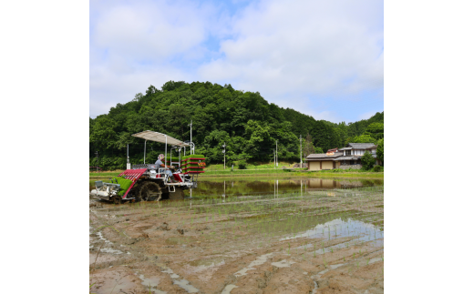 【令和6年産】新米 減農薬コシヒカリ 精米 3kg 【 米 コシヒカリ こしひかり 3キロ 3kg 精米 白米 こめ コメ お米 おこめ 農家直送 減農薬 低農薬 綾部 京都 森本ファーム 】