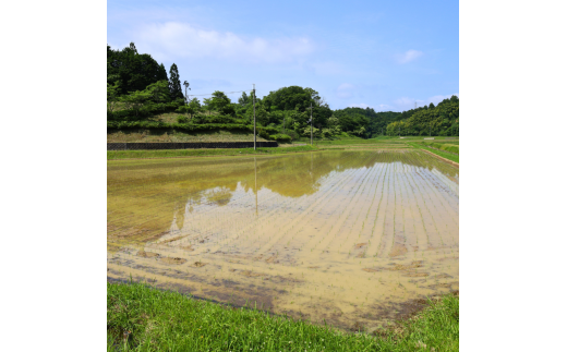 【令和6年産】新米 減農薬コシヒカリ 精米 3kg 【 米 コシヒカリ こしひかり 3キロ 3kg 精米 白米 こめ コメ お米 おこめ 農家直送 減農薬 低農薬 綾部 京都 森本ファーム 】