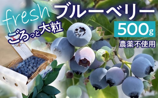 2025年発送先行予約】南アルプス市産 【農薬不使用】ごろっと
