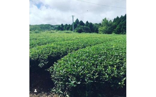 バスクチーズケーキ チャイ風 チーズケーキ 和紅茶 と6種の スパイス 使用「種子島の風景」（5号15cm）