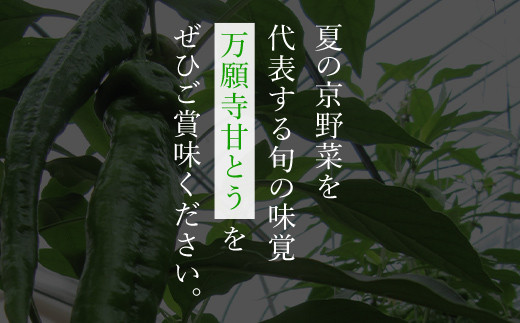 ＜2024年7月発送開始！＞京のブランド産品　万願寺甘とう　秀品 1kg  ふるさと納税 京野菜 旬の野菜 万願寺 甘とう とうがらし 大型 肉厚 甘い 京都府 福知山市