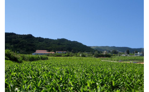 沖縄県産4種のウコンと5種の美健素材（SAKEKING10個セット）