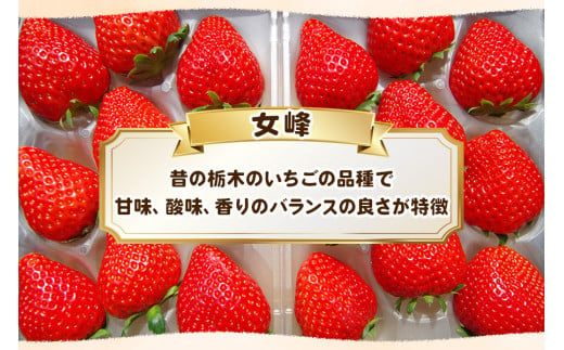 [数量限定] 完熟朝摘み 女峰｜いちご イチゴ 苺 フルーツ 女峰 果物 女峰 産地直送 栃木県産 [0576]
