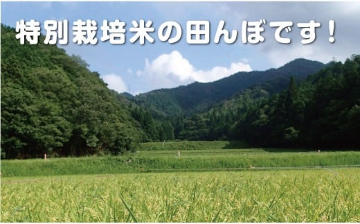 令和６年産　丹波篠山産　特Aランク　特別栽培米　越光（５ｋｇ×４袋）