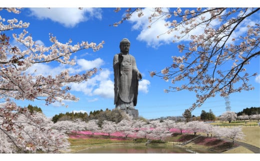 地上20ｍ 牛久大仏 足元 お身拭い 体験 ツアー ※ 平日限定 ※ （ 5名様まで ） 貸切 参加券 体験チケット 観光 ふるさと納税限定