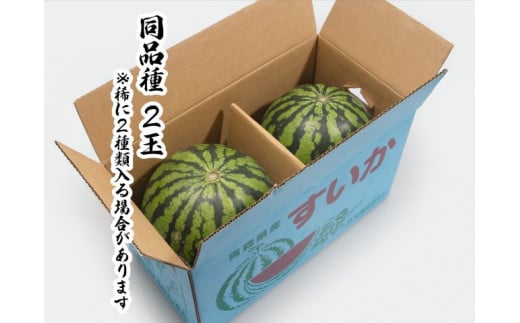 【先行予約2024年産・訳あり】青森県鰺ヶ沢町産 工藤さんが作ったスイカ 2玉 約7～8kg 品種おまかせ（羅皇、金色羅皇、羅皇 ザ・スウィート、羅皇ロング、ブラックジャック）