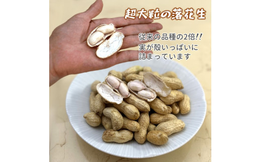 【予約受付】落花生 おおまさり 2.5kg 殻付き 生落花生