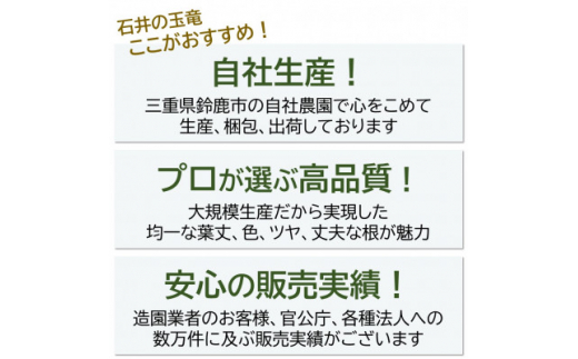 ＜2023年4月発送＞タマリュウ160個　 ポット＜三重県産＞タマリュウ専門店　石井の玉竜【1376323】