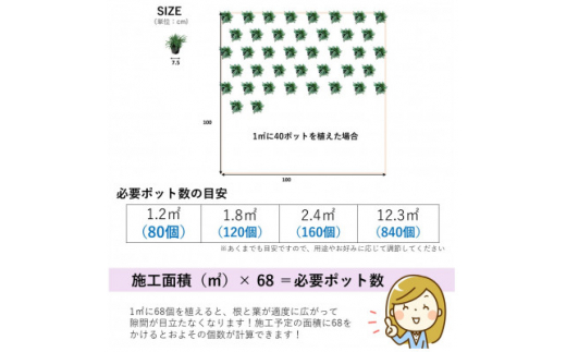 ＜2023年4月発送＞タマリュウ160個　 ポット＜三重県産＞タマリュウ専門店　石井の玉竜【1376323】