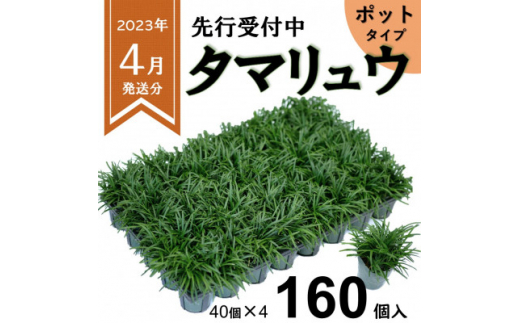 ＜2023年4月発送＞タマリュウ160個　 ポット＜三重県産＞タマリュウ専門店　石井の玉竜【1376323】