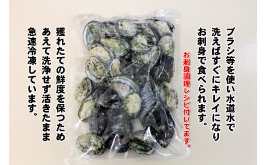 No.2064-1 コリコリ食感がたまらない！お刺身用天然トコブシ（穴貝＝あなご貝）急速冷凍１㎏