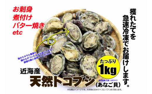 No.2064-1 コリコリ食感がたまらない！お刺身用天然トコブシ（穴貝＝あなご貝）急速冷凍１㎏