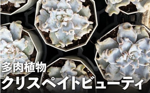 クリスペイトビューティ 多肉植物 エケベリア 農園直売 寄せ植え エケベリア属 クリスペートビューティ 抜き苗 観葉植物 インテリア クリスペートビューティー おしゃれ 雑貨 植物 農園直送 栽培 ガーデニング 寄せ植え用 多肉専科