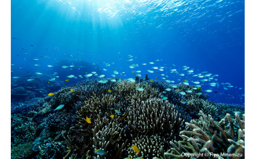 Shallow coral reefs and fishes（A4）お届けするパネルの写真