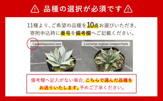 【11種類の中から選べる！】 実生 アガベ 10点  長与町/アグリューム [EAI068]観葉植物 アガベ 多肉植物 苗 植物 あがべ