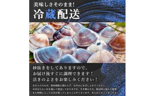  天然 はまぐり 約800g ( 千葉県産 ) _ 蛤 ハマグリ 魚貝 魚介 海鮮 貝 出汁 だし プロ仕様 人気 送料無料 【1441975】