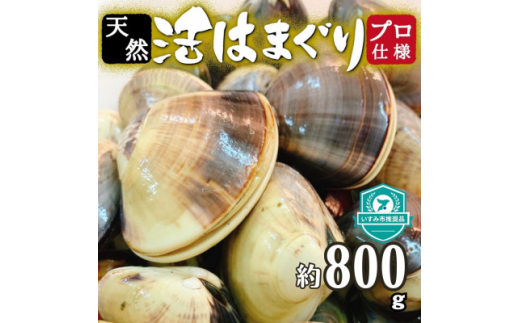  天然 はまぐり 約800g ( 千葉県産 ) _ 蛤 ハマグリ 魚貝 魚介 海鮮 貝 出汁 だし プロ仕様 人気 送料無料 【1441975】