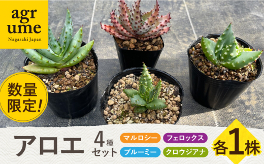 アロエ セット あろえ 植物 グリーン