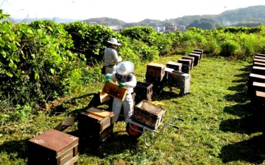 蜂蜜 贈答 ギフト 特産品 産地直送 取り寄せ お取り寄せ 送料無料 広島 三次 14000円