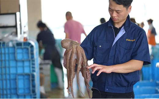 匠の業　明石だこ丸タコ600g