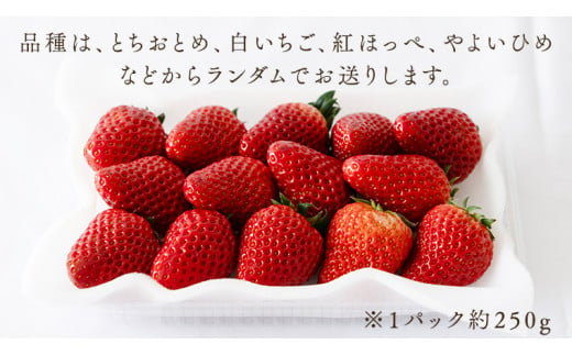 【 定期便 】 合計3kgお届け いちご の3ヶ月連続お届け便 （1回：250g×4パック）×3回 【令和7年1月から発送開始】（県内共通返礼品：石岡市産） 果物 フルーツ イチゴ 苺 白いちご 白苺 とちおとめ 白いちご 紅ほっぺ やよいひめ 定期便