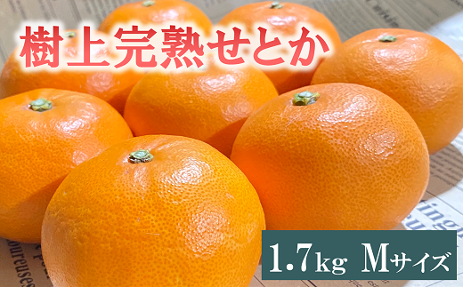 せとか 1.7kg 12玉 みかんのおと みかん 愛媛 先行予約 【2025年3月発送】 数量限定 愛媛県産 人気 柑橘 伊予市｜B309