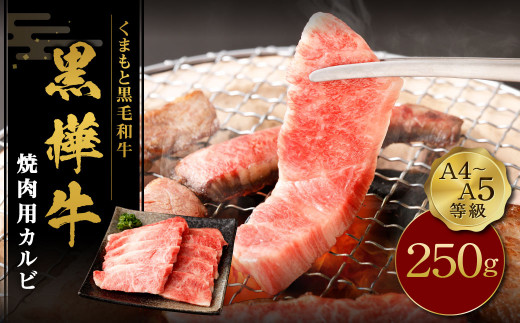 くまもと黒毛和牛 杉本本店 黒樺牛 A4～A5等級 焼肉用カルビ 250g