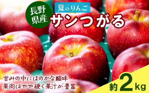 夏のりんご サンつがる 約2kg | 果物 フルーツ りんご リンゴ 林檎 信州りんご 信州産 長野県産りんご つがる サンつがる 千曲市 長野県 信州 先行予約