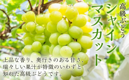 ぶどう 2025年 先行予約 ニュー ピオーネ 1房（480g以上） シャイン マスカット 1房（480g以上）