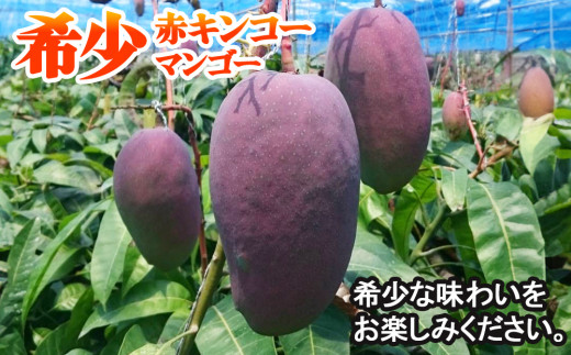 【2025年発送】南国の果物　沖縄県産マンゴー　赤キンコー　2kg