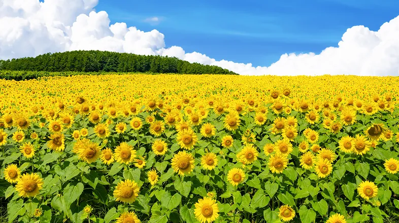 北海道ホテル特集